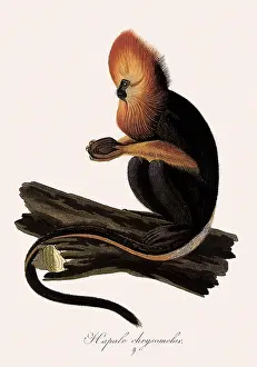 Apes: Golden-Headed Tamarin