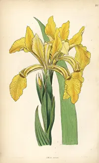 Aurea: Golden iris or golden flag, Iris crocea