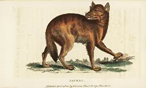 Aureus: Golden jackal, Canis aureus