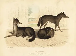 Smellie: Golden jackal, Canis aureus