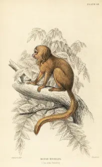 Silky: Golden lion tamarin, Leontopithecus rosalia. Endangered