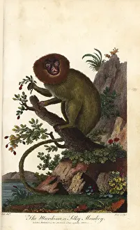 Silky: Golden lion tamarin, Leontopithecus rosalia, endangered