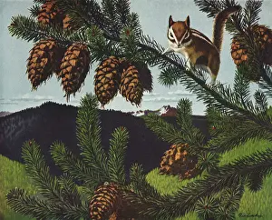 Cowfamily: Golden-Mantled Ground Squirrel