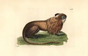 Tamarin: Golden marmoset or lion tamarin, Leontipithecus