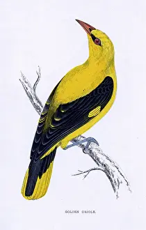 Oriole: GOLDEN ORIOLE (MORRIS)