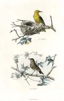 Pourrat: Golden oriole and song thrush