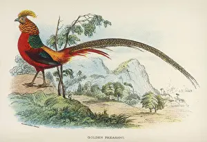 Pictus: GOLDEN PHEASANT