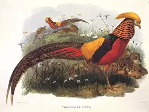 Hens: Golden Pheasant