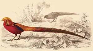 Pictus: Golden Pheasant (Phasianus pictus)