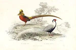 Steel Engraving: Golden pheasant and silver pheasant
