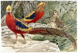 Pictus: GOLDEN PHEASANTS