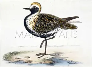 Pluvialis: GOLDEN PLOVER