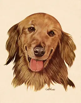 Atherton: Golden Retriever