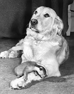 Badger: Golden Retriever and Badger