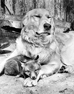 Foxes: Golden Retriever and Fox cub
