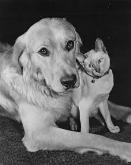 Siamese: Golden Retriever and Siamese Cat