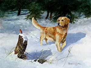 Britton: Golden Retriever in Snow with Robin