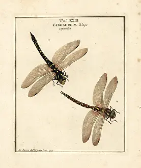 Dragonflies: Golden-ringed and blue hawker dragonflies
