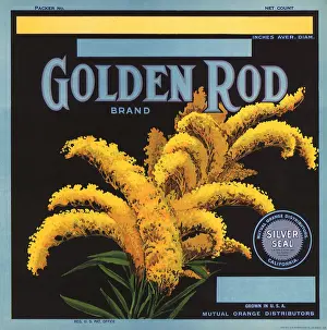 Goldenrod: Golden Rod Label