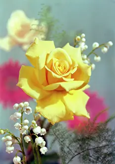 Daglish: Golden Rose and Lily of the Valley