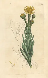 Inula: Golden samphire, Limbarda crithmoides