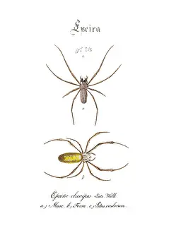 Hahn: Golden Silk Spiders