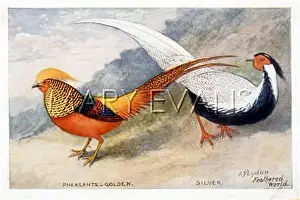Pictus: GOLDEN/SILVER PHEASANTS