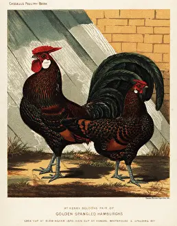 Spangled: Golden spangled Hamburgh cock and hen