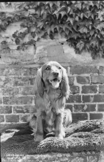 Canine: Golden Spaniel Portrait