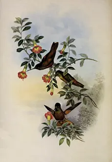 Helianthea: Golden Star-Frontlet, Helianthea Eos