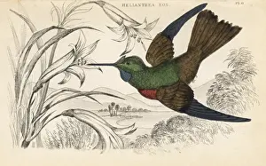 Coeligena: Golden starfrontlet, Coeligena eos