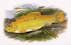 Ponds: Golden Tench or Schlei