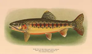 Trout: Golden Trout