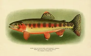 Trout: Golden Trout