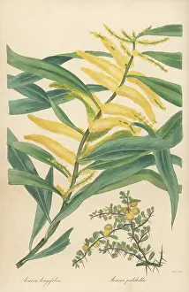 Volume 4: Golden wattle and prickly moses
