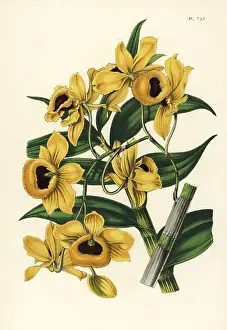 Dendrobium: Golden yellow-flowered dendrobium orchid