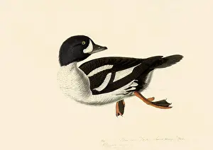Swims: Goldeneye