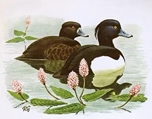 Ponds: Goldeneye