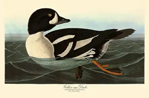 Goldeneye: Goldeneye, Bucephela dangula