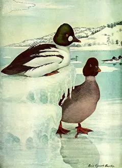 Goldeneye: Goldeneye, Frozen Lake