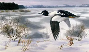Snowscene: Goldeneye in a Winter Landscape