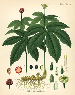 Rootstock: Goldenseal, Hydrastis canadensis