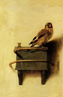 1654: The Goldfinch