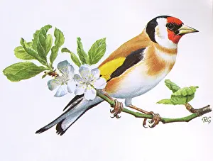 Perch: Goldfinch