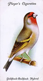 Hybrid: Goldfinch-Bullfinch Hybrid