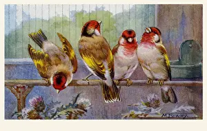 Hybrids: Goldfinch-Bullfinch hybrids