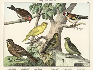 Naturgeschichte Des Tierreichs: Goldfinch, canary, linnet, etc
