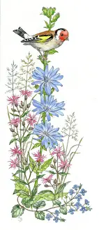 Chicory: Goldfinch on chicory, ragged robin, veronica