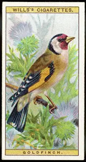 Carduelis: GOLDFINCH/CIG.CARD/1915