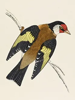 Elegans: GOLDFINCH/MORRIS
